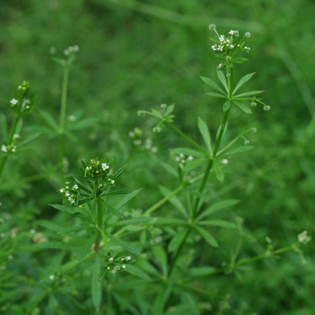 Cleavers Galium aparine plant showing whorled green leaves and slender stems