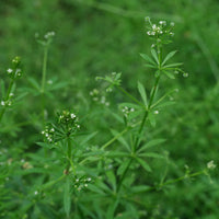 Cleavers Galium aparine plant showing whorled green leaves and slender stems