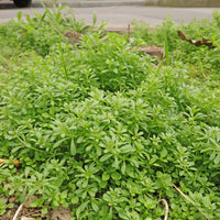 Galium aparine Cleavers garden seeds for botanical plant growing