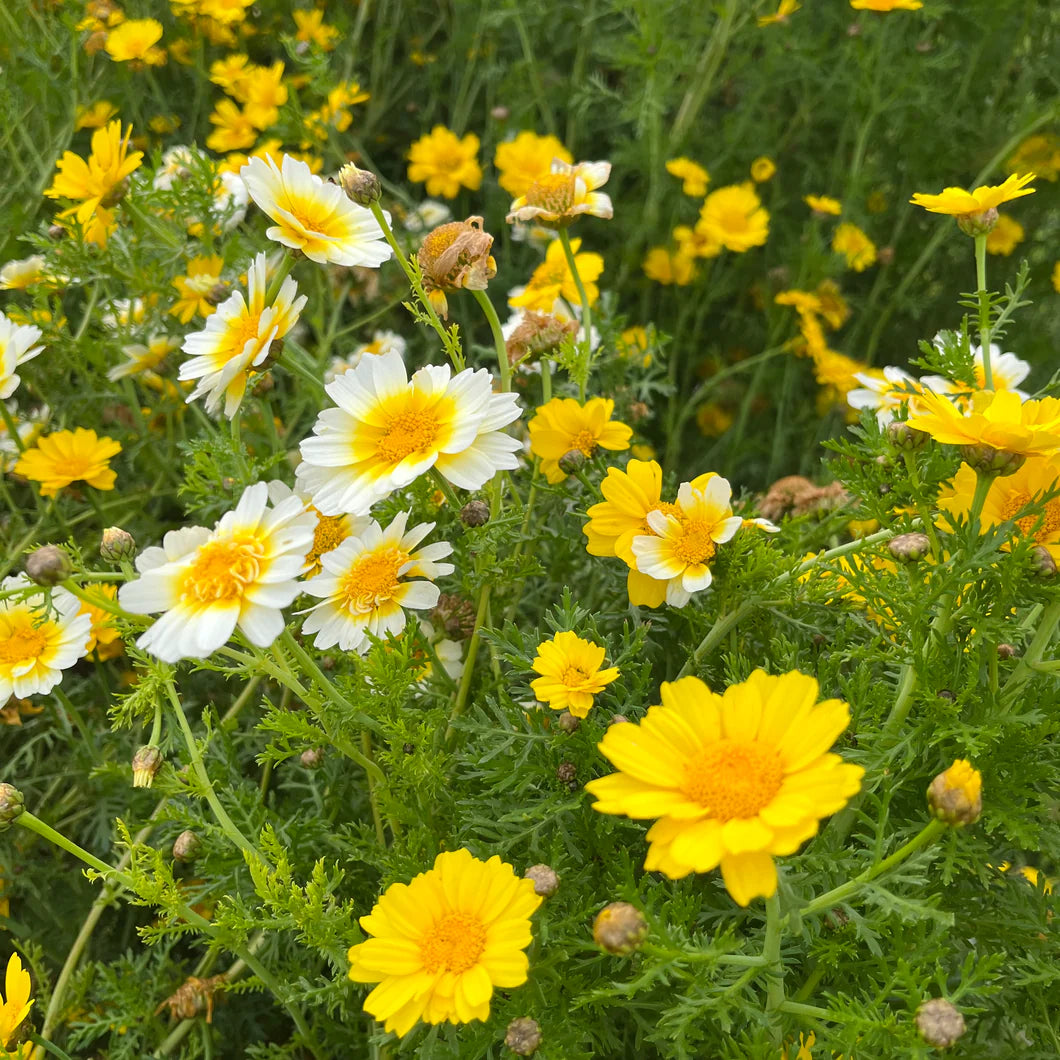 Garland Daisy – Colorful Wildflower Garden Seeds