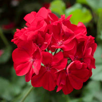 Geranium Calliope Dark Red Seeds Vibrant Garden Blooms Long-Lasting Hybrid Flower