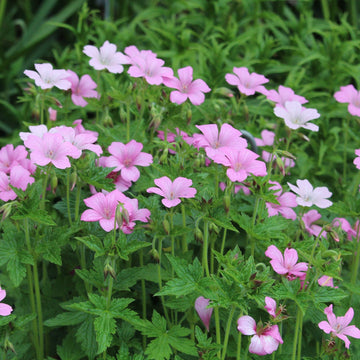Geranium Albanum Seeds Hardy Perennial Blooms Elegant Pink Garden Flower
