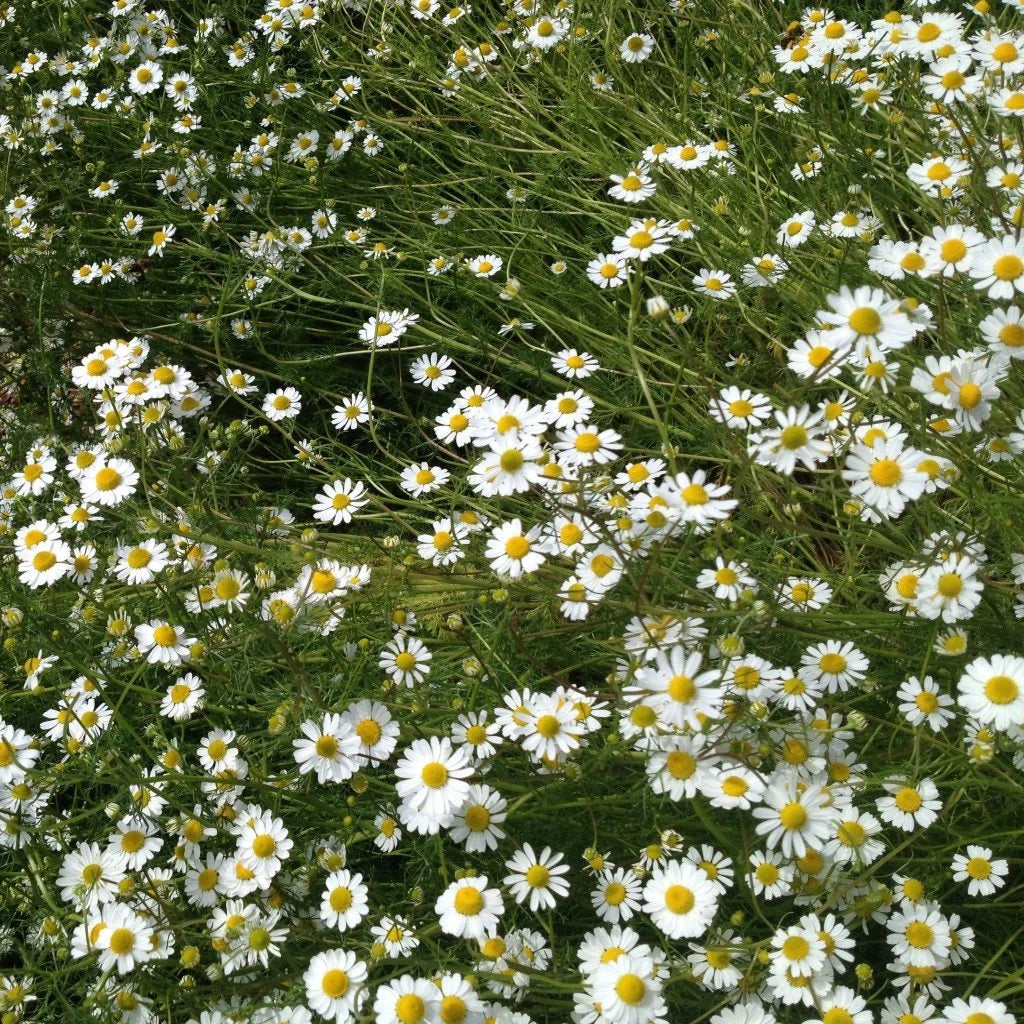 German Chamomile flowering herb growing in a sunny garden with delicate foliage