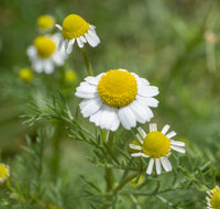 German Chamomile plant with finely divided green foliage and white petals with yellow centers