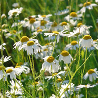 German Chamomile Matricaria recutita plant with fine green foliage and white flowers with yellow centers