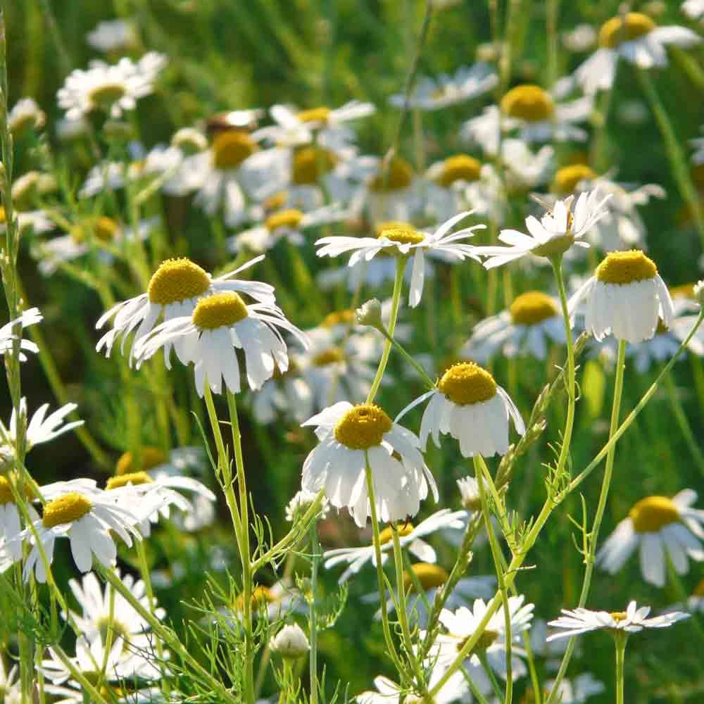 German Chamomile Matricaria recutita flower seeds for herb gardens