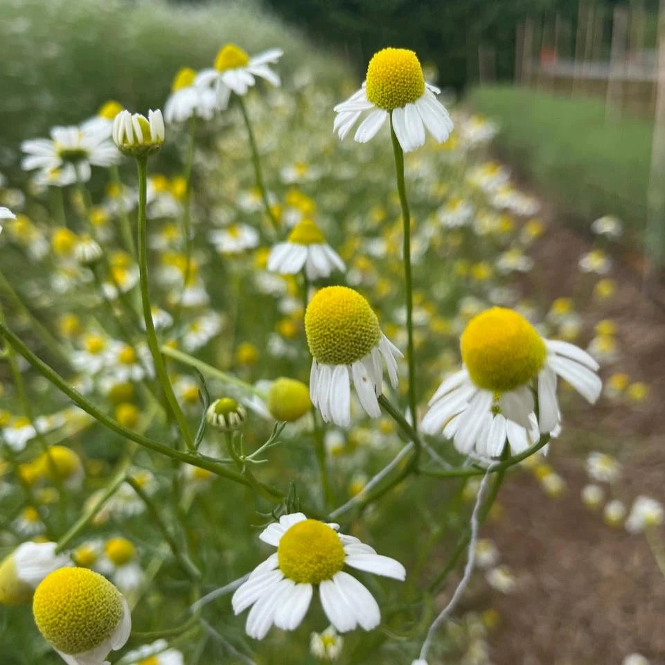 Essential Medicinals German Chamomile Matricaria recutita product