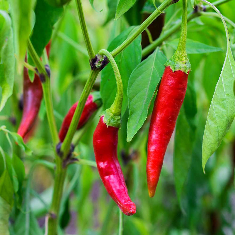 African Cayenne Pepper plant with green foliage and slender peppers ripening from green to red.