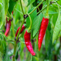 African Cayenne Pepper plant with green foliage and slender peppers ripening from green to red.