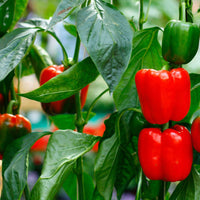 Aji Dulce Sweet Pepper (Capsicum chinense) Seeds for Planting – Heirloom, Non-GMO, Low-Heat, Aromatic Variety, Easy to Grow