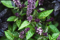 Basil Cinnamon Ocimum Basilicum – Organic Culinary Herb Seeds