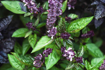 Basil Cinnamon Ocimum Basilicum – Organic Culinary Herb Seeds