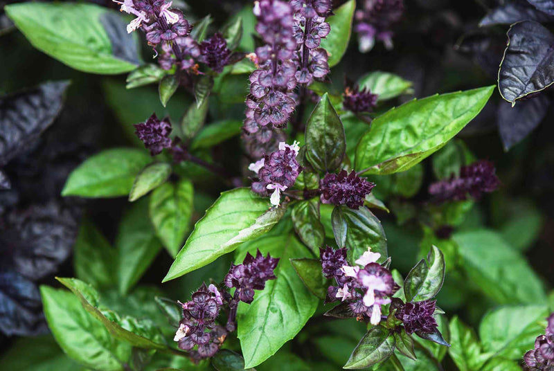 Basil Cinnamon Ocimum Basilicum – Organic Culinary Herb Seeds