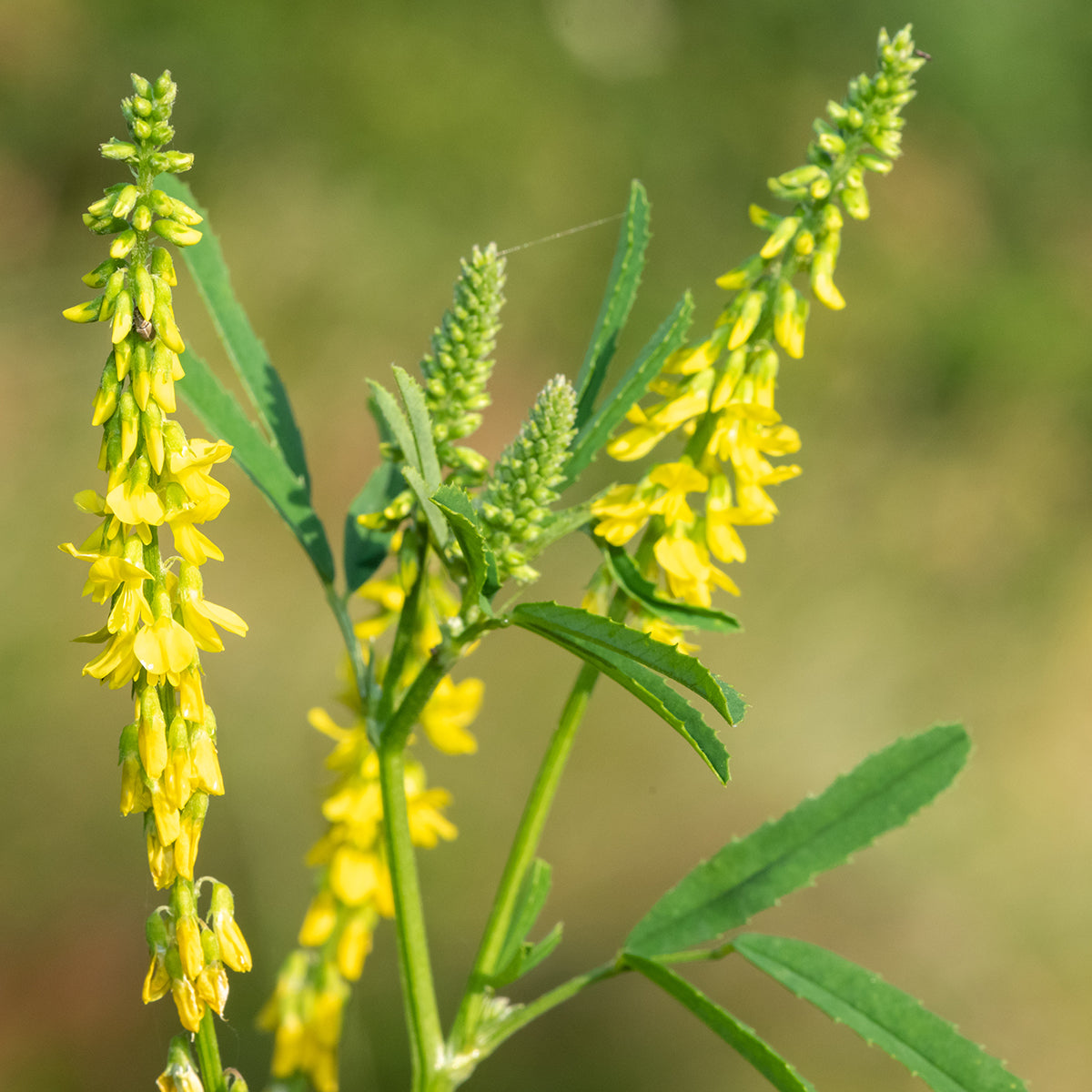 Organic Yellow Sweet Clover Melilotus officinalis Flowering Plant Seeds for Garden Planting