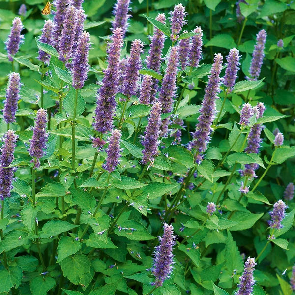 Hyssop herb garden seeds for planting Hyssopus officinalis in home gardens.