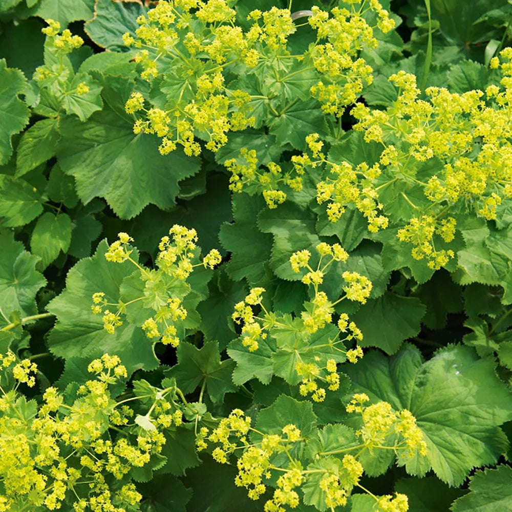Alchemilla vulgaris Lady’s Mantle featuring rounded green leaves with distinctive scalloped edges.
