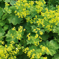 1. Alchemilla vulgaris Lady’s Mantle perennial plant for cottage gardens, flower borders, and ornamental landscaping.