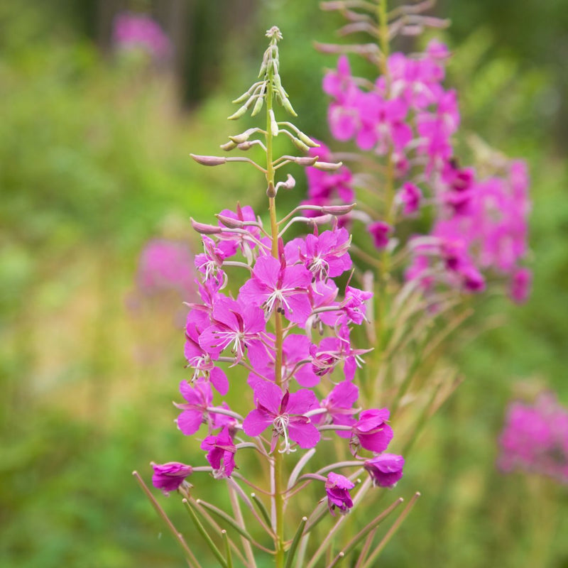 Fireweed (Epilobium angustifolium) perennial wildflower displaying tall upright green stems, narrow willow-like leaves, and elongated clusters of rose-pink to purplish-pink four-petaled flowers growing in a sunny wildflower garden.
