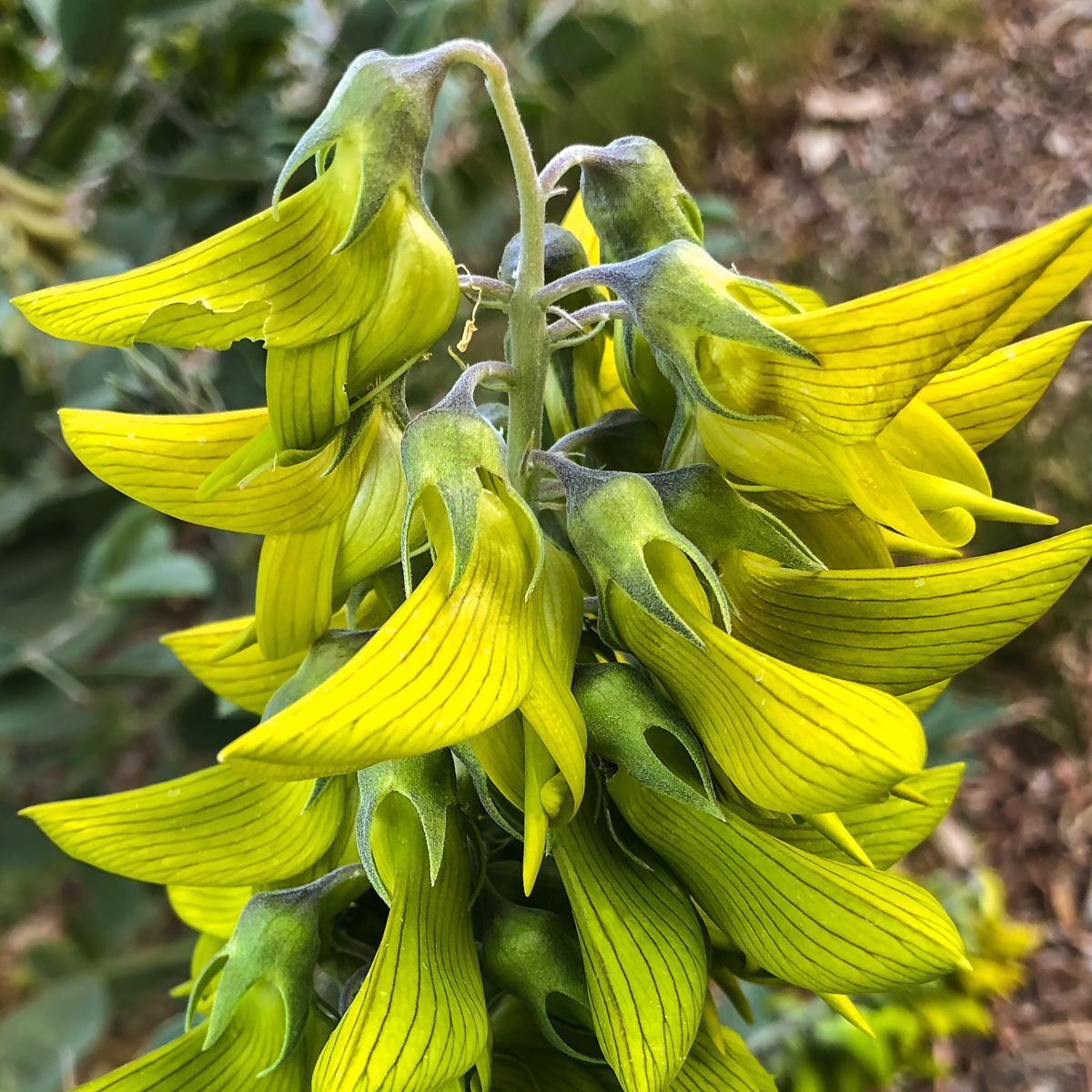 Regal Bird Flower Seeds - Hummingbird Attracting Flower Seeds