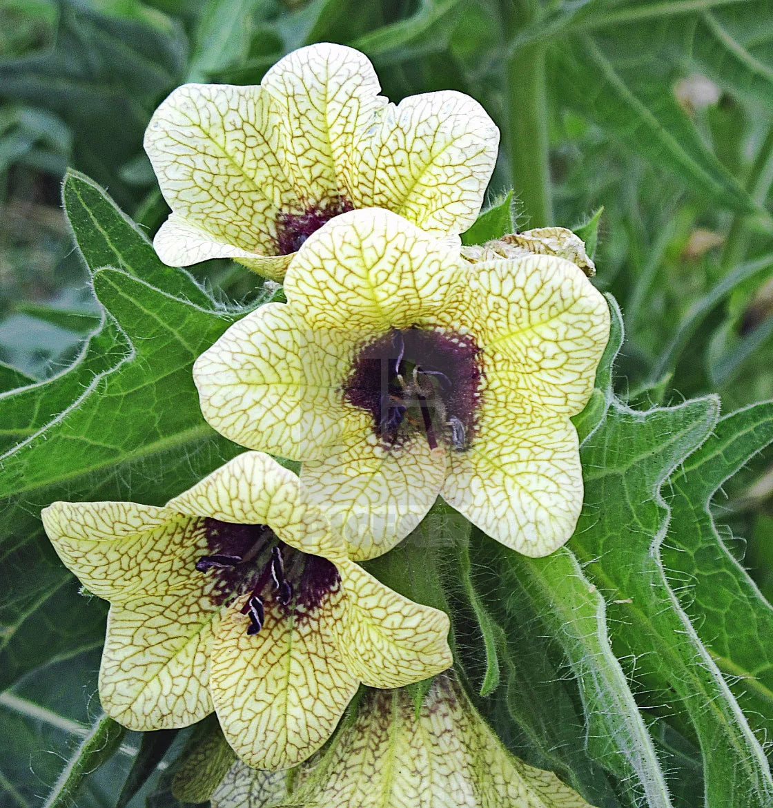 Organic Black Henbane Seeds, Hyoscyamus niger – Botanical Garden Plant