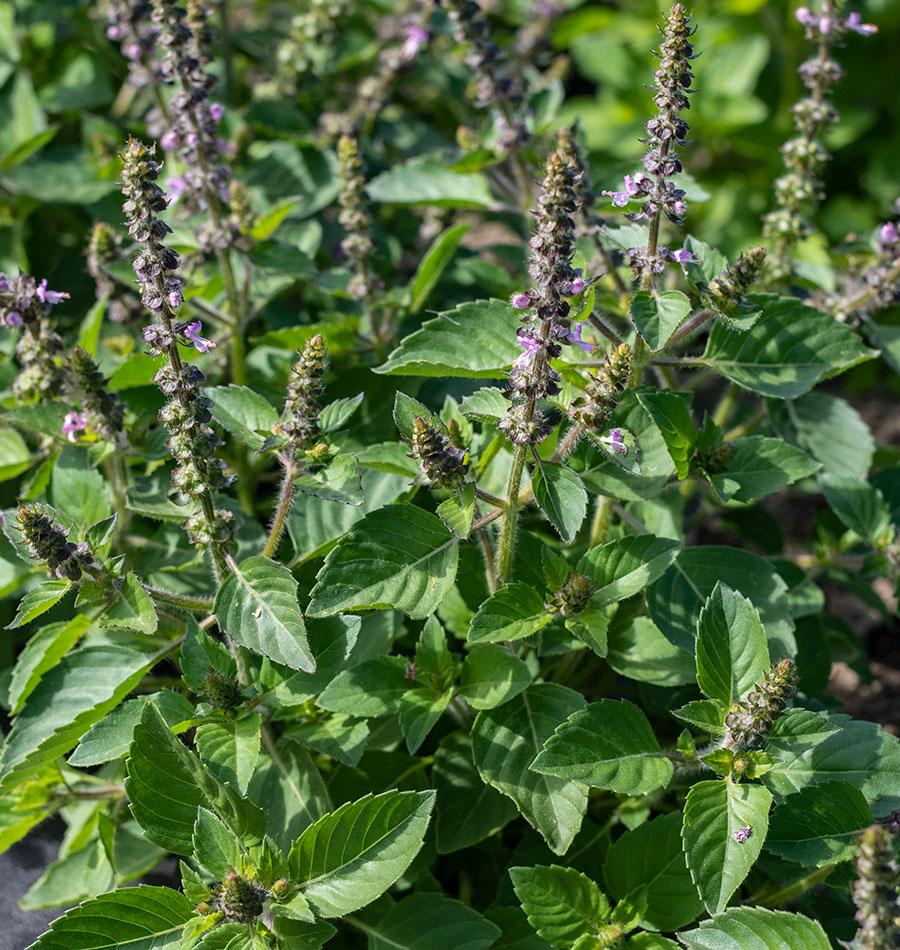 Temperate Tulsi Holy Basil aromatic herb seeds for garden cultivation