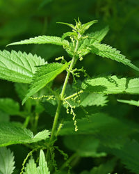 Stinging nettle plant with green toothed leaves and upright stems