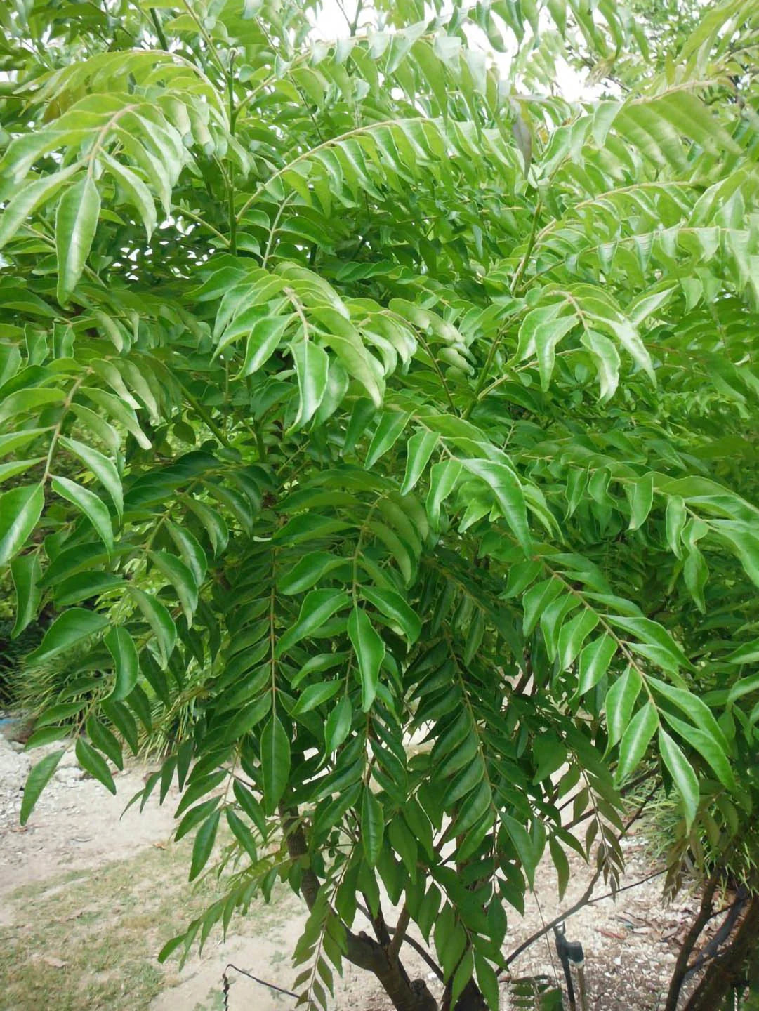 Murraya koenigii curry leaf tree growing in a culinary herb garden