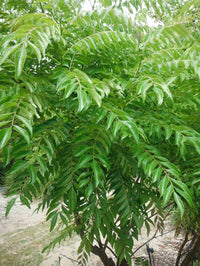 Murraya koenigii curry leaf tree growing in a culinary herb garden