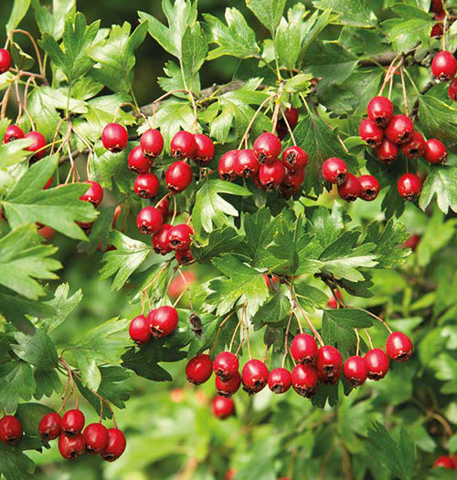 Wild Hawthorn Crataegus monogyna ornamental flowering tree with clusters of white blossoms, deeply lobed green foliage, and mature red haws
