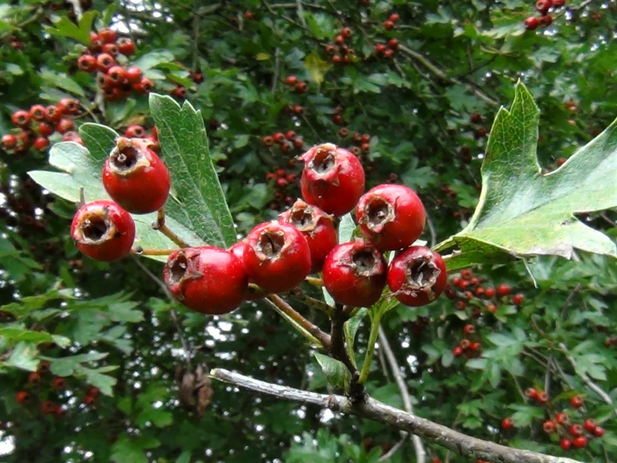 Wild Hawthorn Seeds, Crataegus monogyna – Common Hawthorn Tree