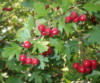 Wild Hawthorn Seeds, Crataegus monogyna for Ornamental Tree Growing