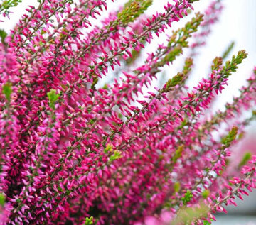 Heather Calluna vulgaris evergreen flowering shrub with delicate pink and purple blossoms, fine green foliage, and compact growth in a natural flower garden