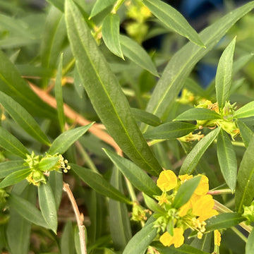 Heimia salicifolia yellow flowering shrub with narrow willow-like green leaves, slender branches, and delicate five-petaled yellow blossoms
