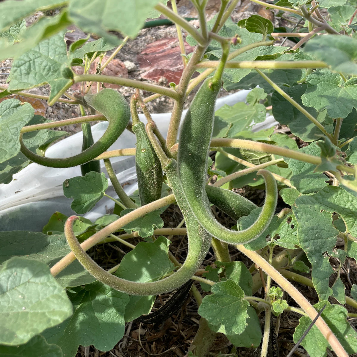 Proboscidea parviflora seeds for botanical plant cultivation