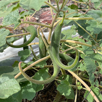 Proboscidea parviflora seeds for botanical plant cultivation
