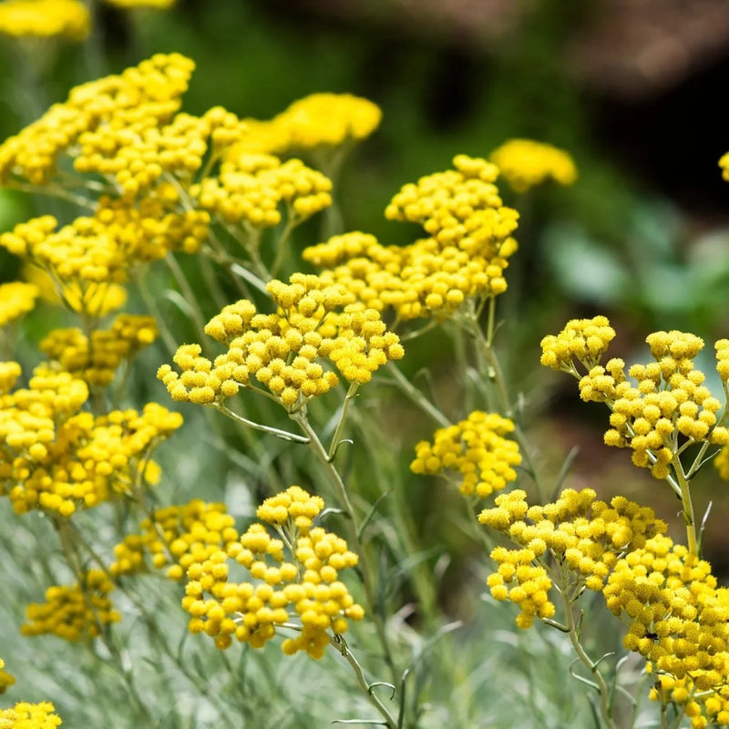 Helichrysum italicum Curry Plant with silvery-gray aromatic foliage and clusters of golden-yellow flowers in a sunny garden