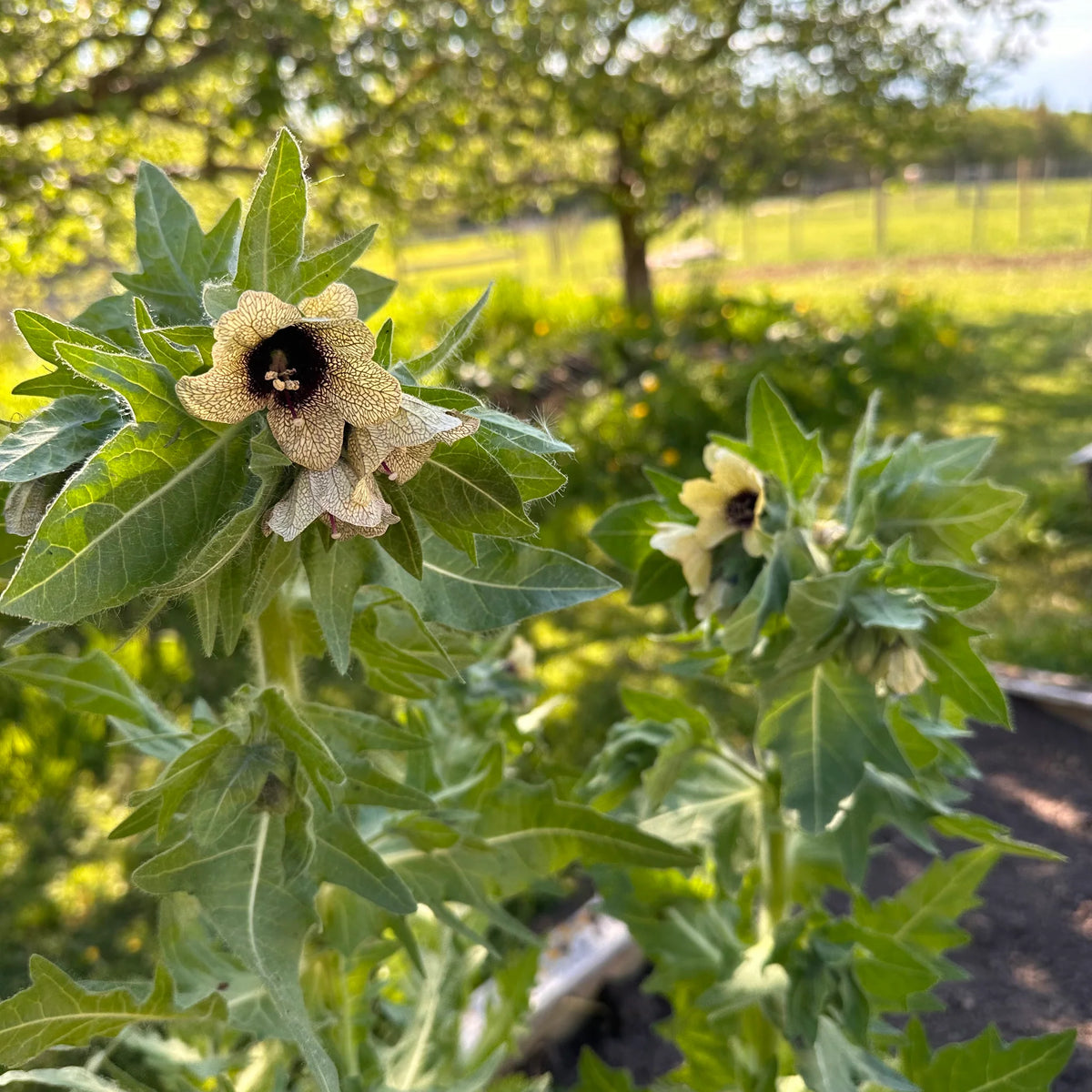 Organic Black Henbane Seeds Hyoscyamus niger, for Botanical Gardens