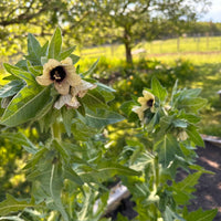 Organic Black Henbane Seeds Hyoscyamus niger, for Botanical Gardens