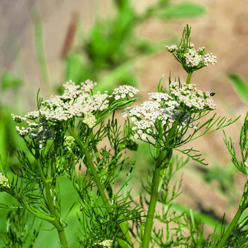 Cuminum cyminum cumin spice garden seeds for home cultivation