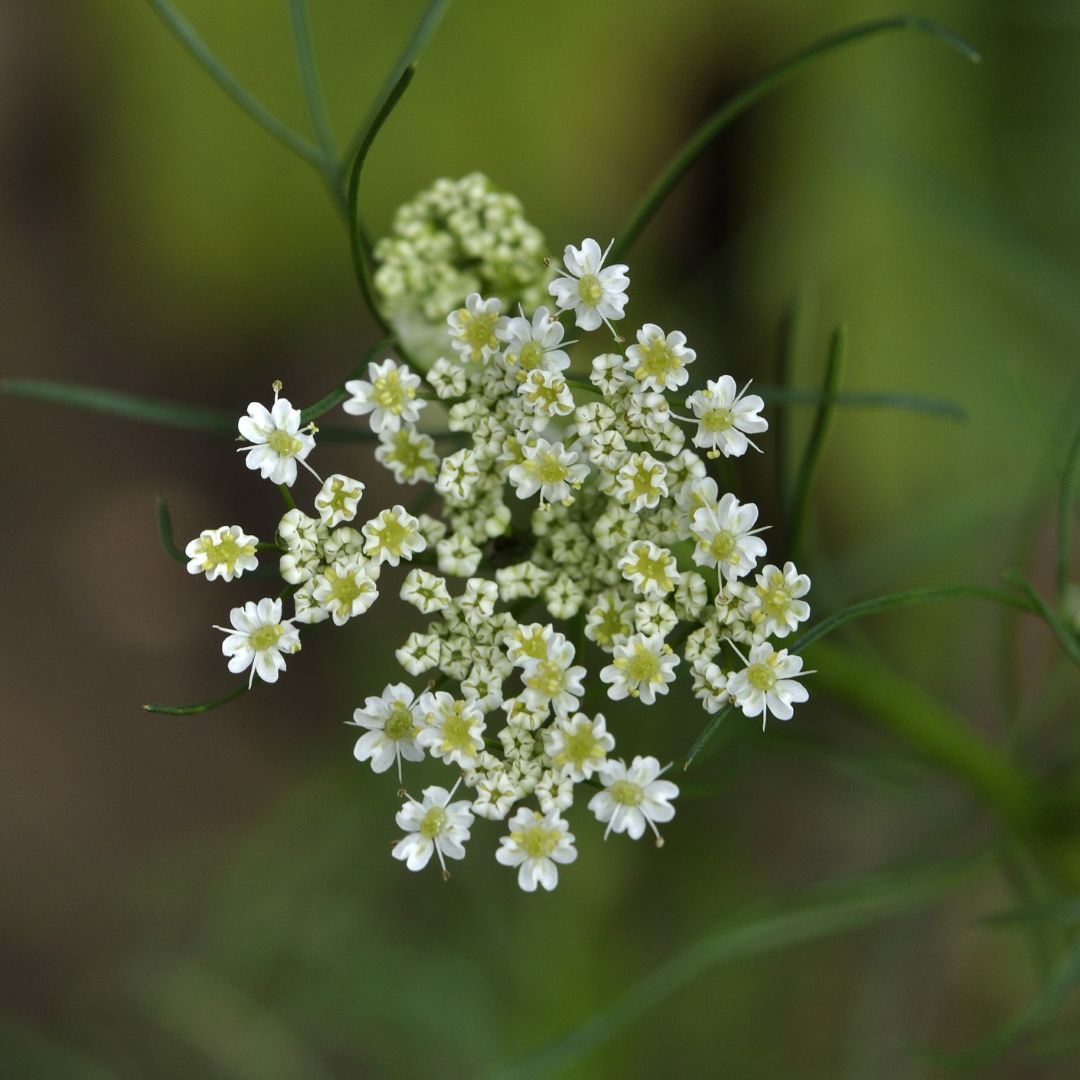 Cumin Cuminum cyminum seeds for home herb garden planting