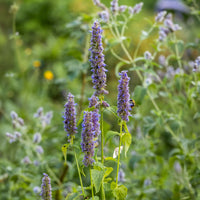 Agastache rugosa Korean Mint plant with textured green leaves and upright blue-purple flower spikes.