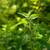 Stinging nettle garden seeds for herb garden cultivation