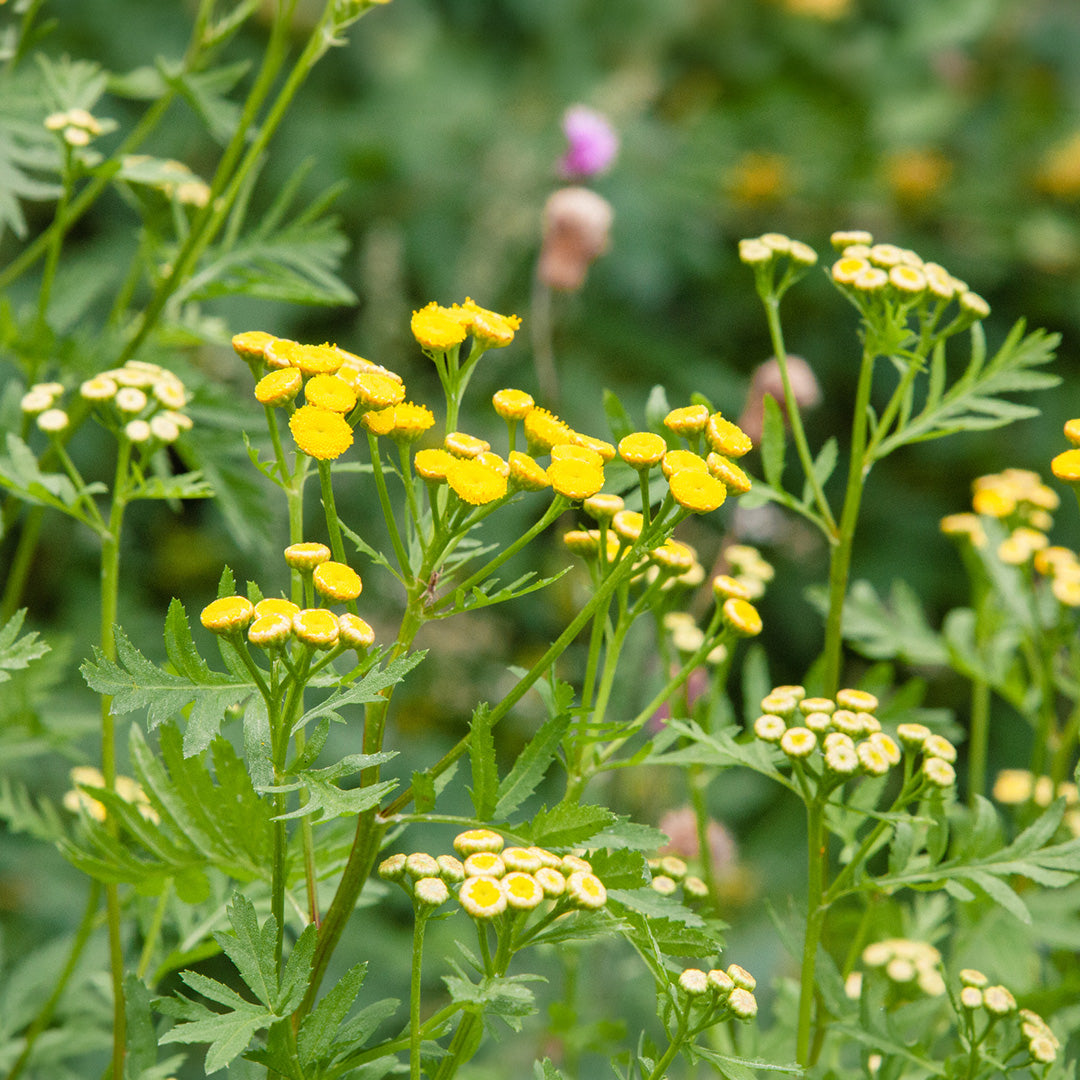 Tansy seeds for cottage gardens and naturalistic landscaping