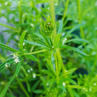 Cleavers Galium aparine herb garden seeds for outdoor botanical growing