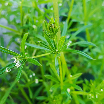 Cleavers Galium aparine herb garden seeds for outdoor botanical growing
