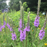 Hoary Vervain Verbena – Hardy Wildflower Garden Seeds