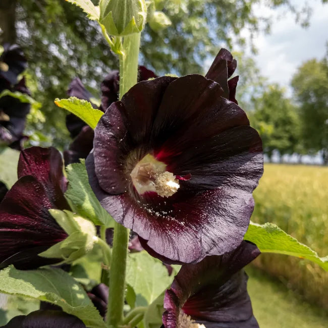 Arabian Nights Black Hollyhock Seeds for Ornamental Garden Planting
