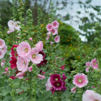 Pastel Hollyhock Seeds, Alcea rosea for Flower Gardens