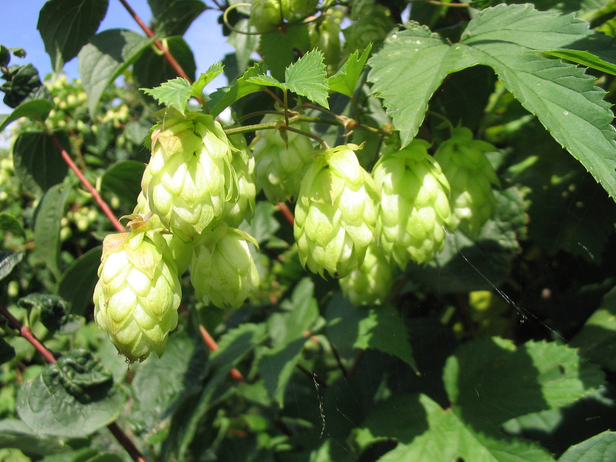 Common Hops Seeds (Humulus lupulus) for Climbing Vine Gardens