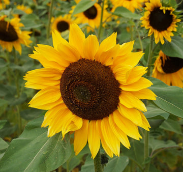 Helianthus annuus Hopi Black Dye Organic Sunflower Garden Seeds